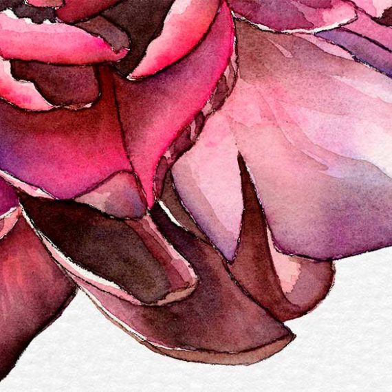 Detail of watercolor botanical art illustration on paper by Raquel Saavedra - Bloom