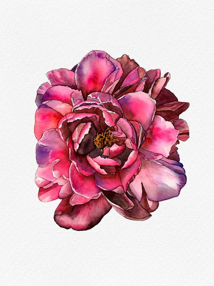Watercolor botanical art illustration on paper by Raquel Saavedra - Bloom